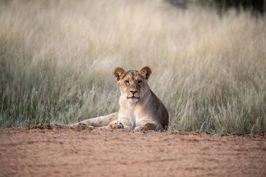 Aslan yavrusu çimlerin üzerinde oturuyor.
