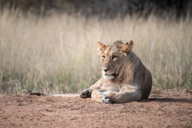 Kruger Park 'taki aslan.