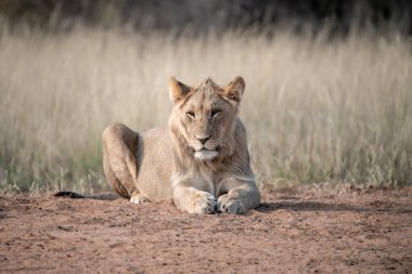 Dişi aslan savananın kumlarında dinleniyor.