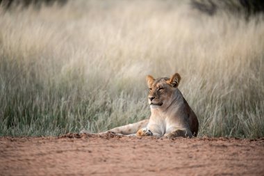 Dişi vahşi aslan yolda kuru bir çimende oturuyor, namibya