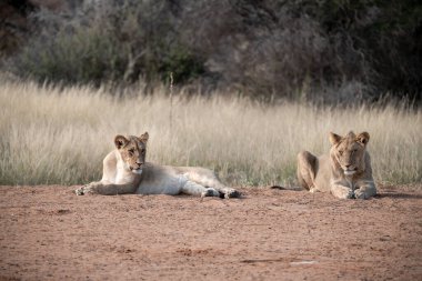 Aslan ailesi savanada birlikte yatıyor.