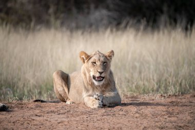 Afrika aslanı Kruger Ulusal Parkı, Güney Afrika