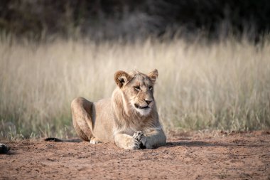 Afrika 'nın güneyindeki Kruger parkında aslan var.