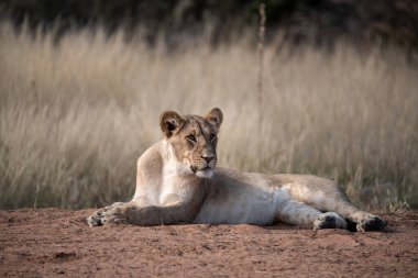 Namibya 'daki Etoşa Milli Parkı' nda güzel bir aslan.