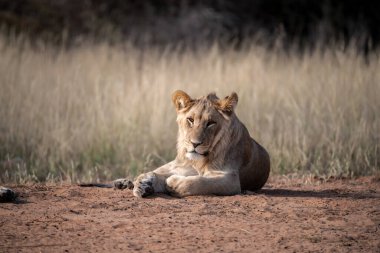 Güney Afrika 'daki Kruger Park' ta dişi aslan.