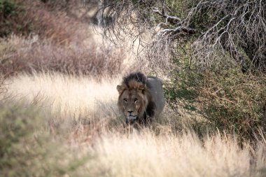 Otların arasında yürüyüş aslan