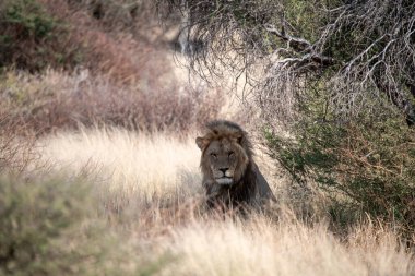 Aslan Kruger Park, Güney Afrika