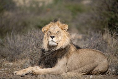 Afrika 'nın bozkırındaki aslan