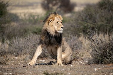 Afrika aslanı Güney Afrika 'daki Kruger parkında yürüyor.