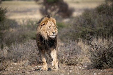 lion male, panthera leo, adult male, male lion walking in the dry grass.