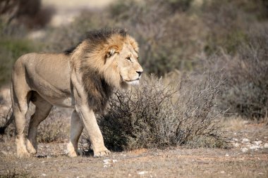 Kruger Ulusal Parkı 'ndaki aslan.