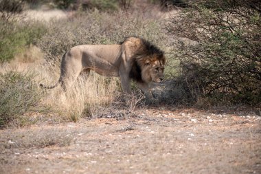 a beautiful shot of a male lion in the kruger national park, south africa.