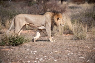 lion in the savannah of africa in the wild of the south of kenya