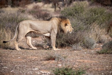 lioness walking on the dry grass. south africa.