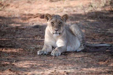 Afrika 'daki milli parktaki aslan