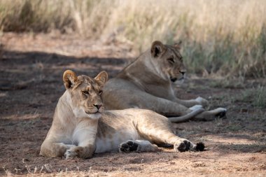 Afrika aslanı Kruger National park, Güney Afrika