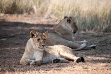 Aslan yerde yatıyor. Afrika. Vahşi yaşam. Doğa, hayvan, vahşi yaşam..