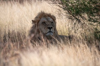 Kenya 'daki Afrika savanasında bir aslan.