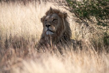Çimlerde bir erkek aslan