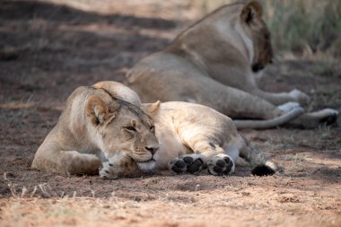 Vahşi doğada dişi aslan..
