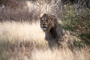 Erkek aslan çimlerde