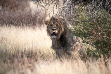 big lion on a tree in the national park of kenya