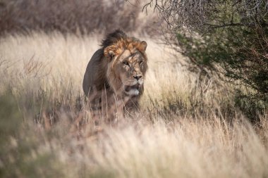 Çimlerde bir erkek aslan