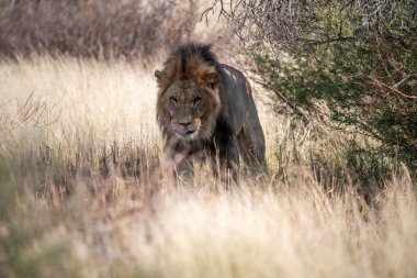 Erkek aslan gün boyunca bozkırda.