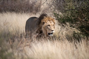 erkek aslan çim yürüyüş