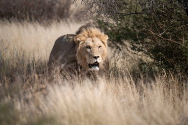Çimlerde dişi aslan.
