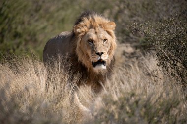 lion male in kruger