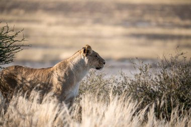 Kenya savanındaki aslan