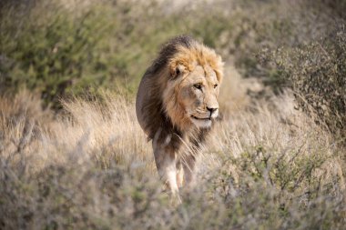 Aslan savanada yürüyor