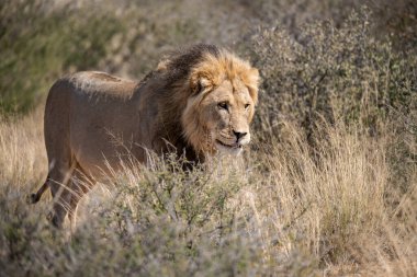 Afrika 'nın bozkırındaki aslan