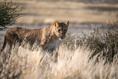 Namibya 'daki vahşi aslan