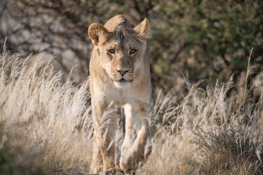 Aslan yavrusu kuru çalılarda yürüyor.