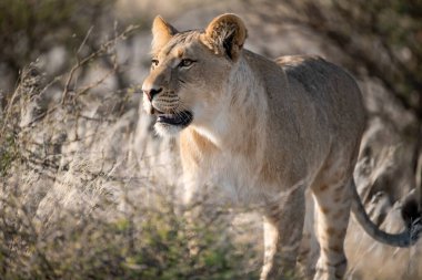 Güney Afrika savanındaki aslan.