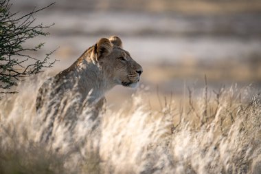 Otların arasındaki erkek aslanın güzel bir görüntüsü.