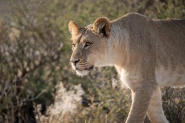 Kenya 'nın güneydoğusundaki bozkırda dişi aslan (panthera leo)