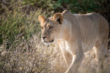 Afrika 'nın güneyindeki Kruger parkında güzel bir erkek aslanın yakın çekimi.