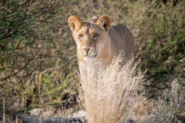 Vahşi bozkırda dişi aslan.