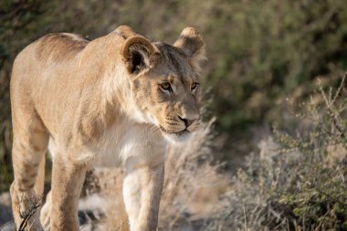 Güzel vahşi bir aslan Afrika çölünde yürüyor.