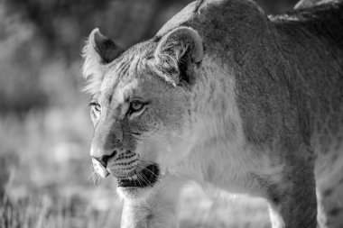 Güney Afrika 'daki Kruger Ulusal Parkı' nda bir erkek aslan.