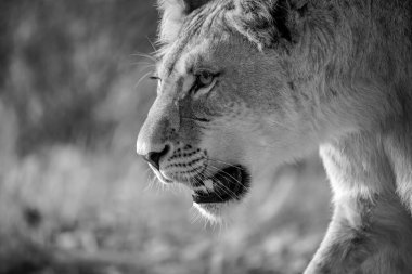 Çimlerde siyah beyaz aslan