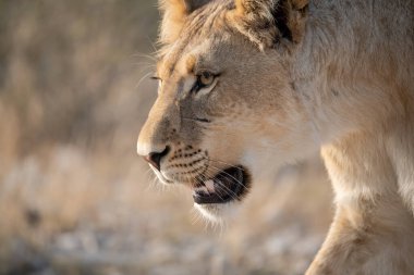 Kameraya bakan Afrikalı bir aslanı yakından çek.