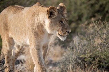 Güney Afrika 'daki Kruger Ulusal Parkı' nda aslan var.