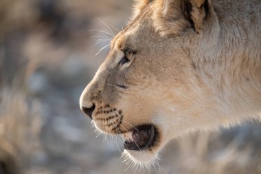 Bir erkek aslanın portresi (panthera leo )