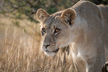 Afrika ulusal parkında dişi aslan. yüksek kaliteli fotoğraf