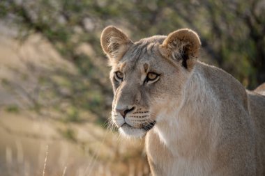 Güney Afrika 'daki Kruger Ulusal Parkı' nda aslan var.