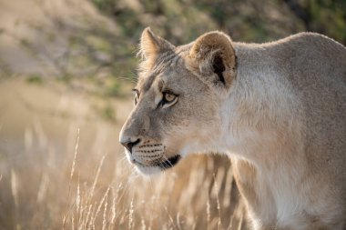 Afrika savanındaki bir aslanın portresi.